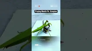 Praying Mantis vs Black Scorpion Video #mantis #mantisvsscorpion