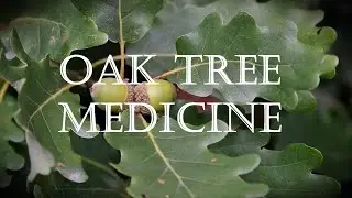 Around the Grove, Medicine ~ Oak ~ 2023
