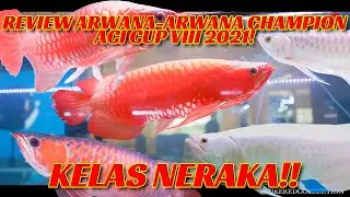 REVIEW ARWANA-ARWANA CHAMPION ACI CUP VIII ! INI BARU KELAS NERAKA!