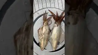 squid fish change color, #squidfish #shorts