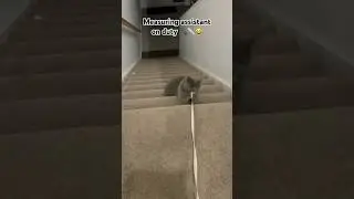Measuring assistant on duty😸😻❤️#cathelper#funny# catlifevideo