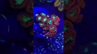🔥 Red & Green Blastomussa wellsi | Aussie LPS Coral Care Guide & Showcase | BPK Dubai 🌊💎 #coral