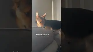 What is happening here 🤣 #germanshepard #doglaughing #boreddog #rescuepup