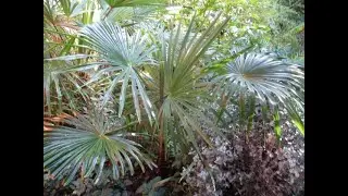 Trachycarpus palm cut down to size makes full recovery