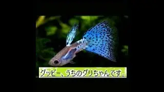 グッピー、うちのグリちゃん、とケイトちゃんです( ´∀｀ )