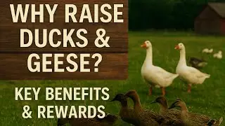 Why Raise Ducks and Geese? | Benefits of Waterfowl for Your Homestead
