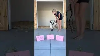 Baby cow chooses her forever name! #shorts
