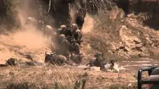 Wildebeest Migration: a Mara River Crossing