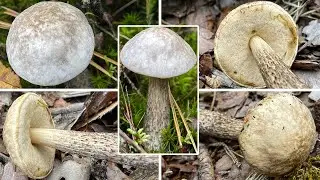 Weißer Birkenpilz, Moorbirkenpilz, Weißer Morbirkenpilz, Leccinum holopus | Pilze im Portrait