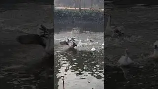 A fun moment between the Muscovy duck and the goose 🦆🦢😄 #goose #muscovyduck #pond #duck #geeselover