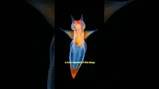 The Mesmerizing Sea Angel: Nature's Tiny Predator.