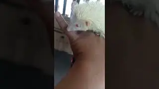 albino sonic (red eyes)