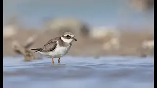 Common Ringed Plover feeding and preening