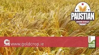 Goldcrop Spring Barley - Paustian