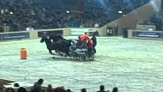 2011 KFPS Stallion Show Leeuwarden 