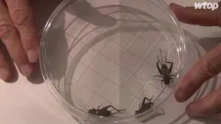 Entomologist Mike Raupp talks crickets