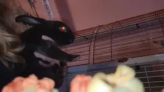 Bunny cage clean (VLOG)