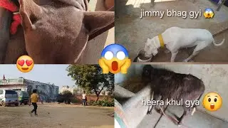 Heera khul gya 😱 jimmy bhag gyi 😱 ##mayankdogsfamily#videos #vlogsvideo #dogbreed #viralvideo #dogs 