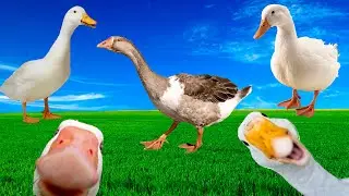 🦢 GOOSE VIDEO 🦢 GOOSE  SOUNDS 🦢FUNNY GEESE  🦢 HONK🦢