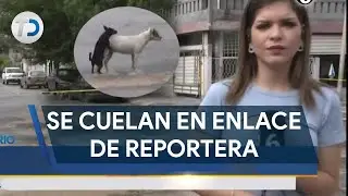 Perritos hacen sus intimidades durante enlace de reportera