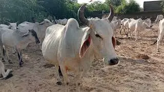 Thari cow's group in ground 🐄🐄🐂Farming farm in my village #animals #cow #ox #bullfarm #kankrejcow