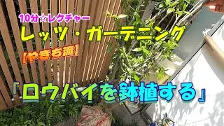 【植木】ロウバイを鉢植する【やきち流】