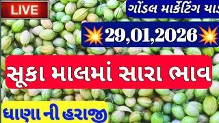 ગોંડલ નવા ધાણા ના બજાર ભાવ / નવા ધાણા ના બજાર ભાવ / નવા ધાણા ના ભાવ / 29,01,2026