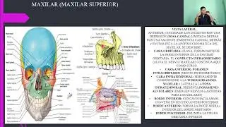 ANATOMÍA: HUESOS DE LA CARA