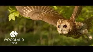 We are the Woodland Trust