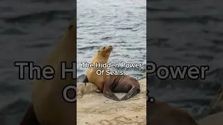 From Cute to Incredible! 🦭 #seals #wildlife #facts #natureuncovered #shorts