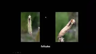 Orden MAGNOLIALES Familia RANUNCUL&Aacute;CEAS