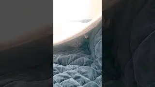 homemade cat tent