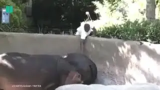 Man Slaps Hippo's Butt At LA Zoo