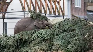 Aziatische olifanten in ARTIS spelen met de kerstboom van de Dam 2021