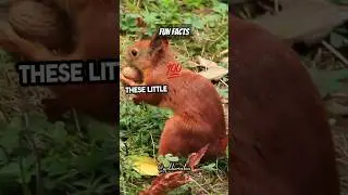 Squirrel Secrets Surprising Fun Facts! #funfacts #facts #animals