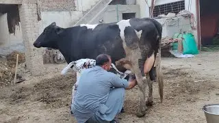 Farizian jarsi cross Cow for sale (03084970147)in Pakistan on YouTube24 November 2021