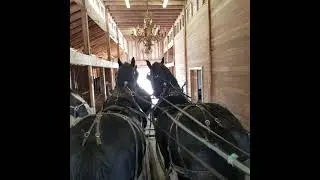 Training for the Clydesdale Unicorn Class