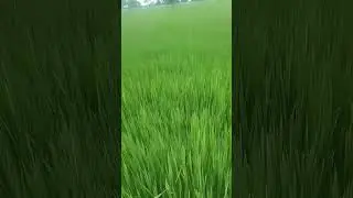 tikli ulgi dekhe savera lage