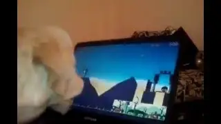 Golden plays angry birds -Junoooo