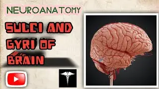 Sulci and gyri of brain