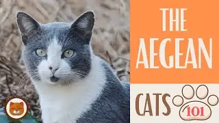 AEGEAN CAT 🐱 Cats 101 🐱  Top Cat Facts about the AEGEAN