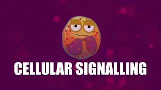 Supercytes - How to say 'Cellular signalling'