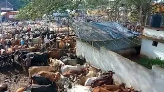 VANIYAMKULAM CATTLE MARKET - BIGGEST CATTLE MARKET IN KERALA - BAKRID MARKET