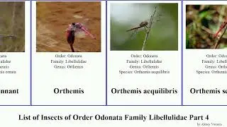 List of Insects of Order Odonata Family Libellulidae Part 4 orthetrum neurothemis skimmer pennant