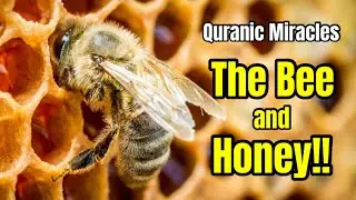 Miracles of the Quran- The Bee&rsquo;s and the honey | Quran vs Science | Part-1