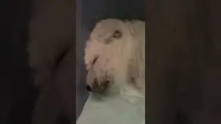 Wolf Caught Snoring April 25, 2021 iPhone Pro