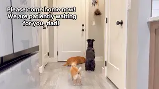 These dogs walk to the door and wait for their daddy to come home from work every single day. 