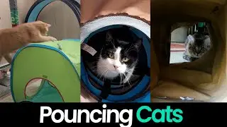 Purrfect Pounces: Cats Leaping, Pouncing and Playing