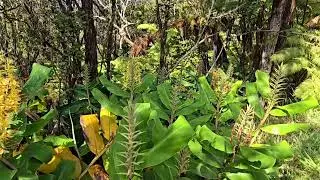 Kahili Ginger 