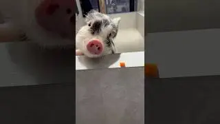 なかなか取れない🐽#pignic #pig #piggy #piglet #マイクロブタ #animals #cafe #cute #puppy #pets #ブタカフェ